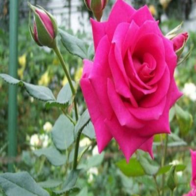 মাধুরী