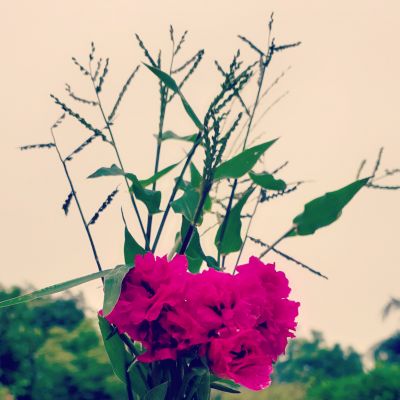 অতশীফুল 